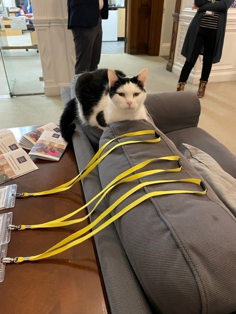 Mutley The Head Cat tweet media