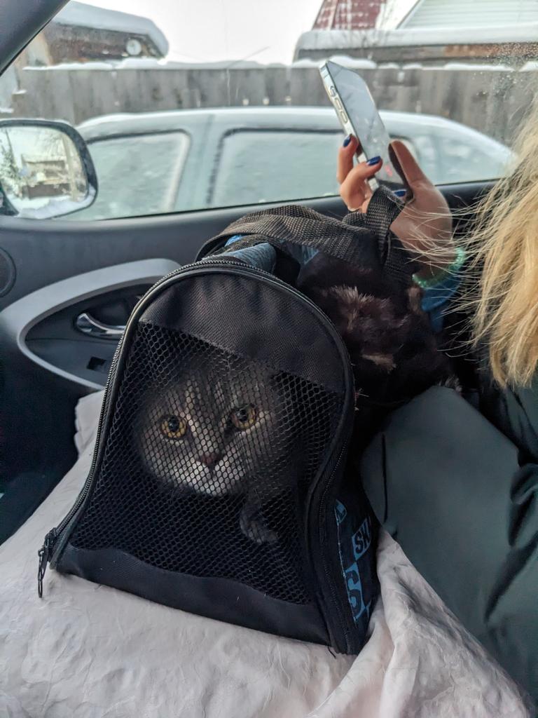 пристроили родителям кошку (ч)Моню