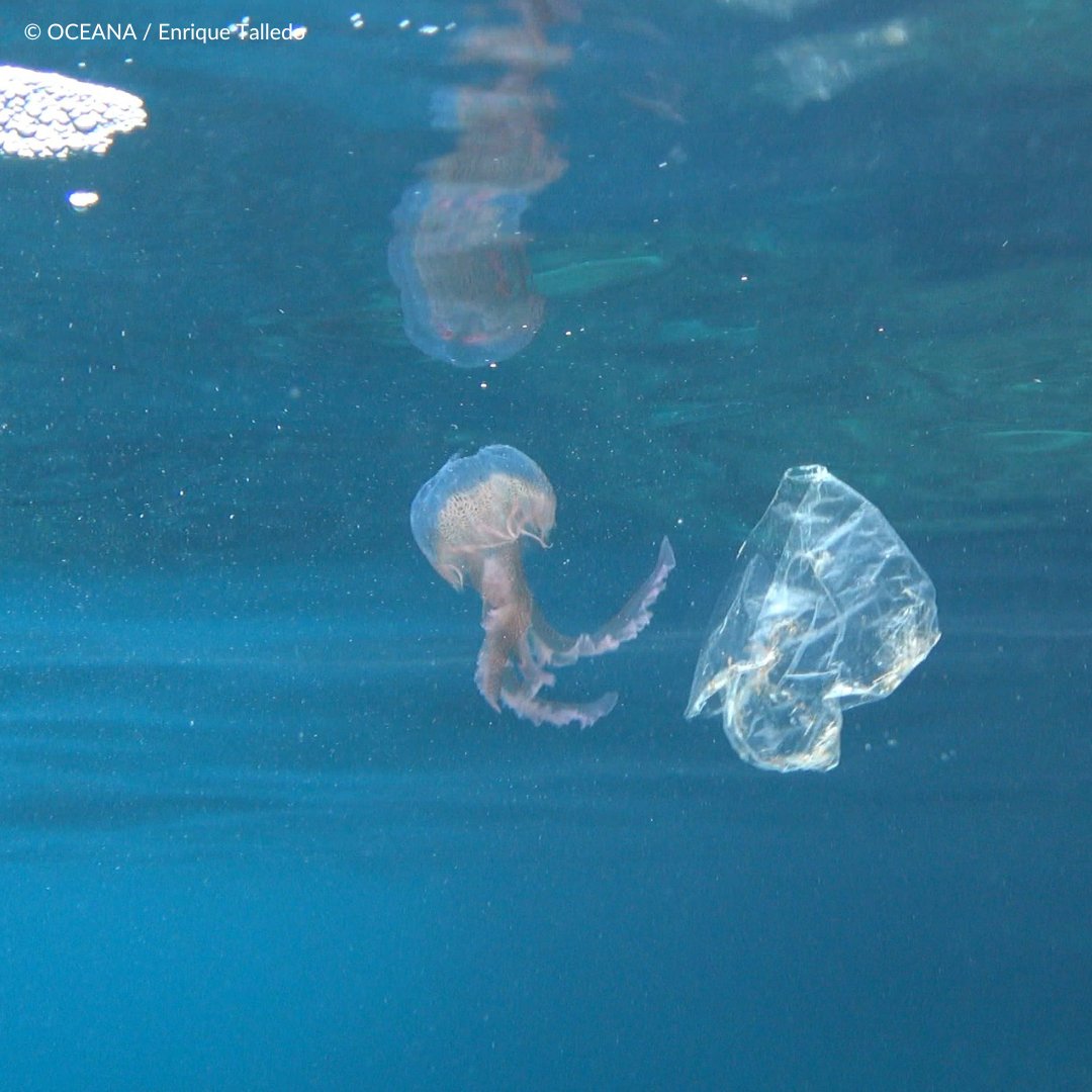LAVeganNative 🏹 🧜‍♀️🐬🐳🐋🌊 on Twitter "RT oceana As plastics continue