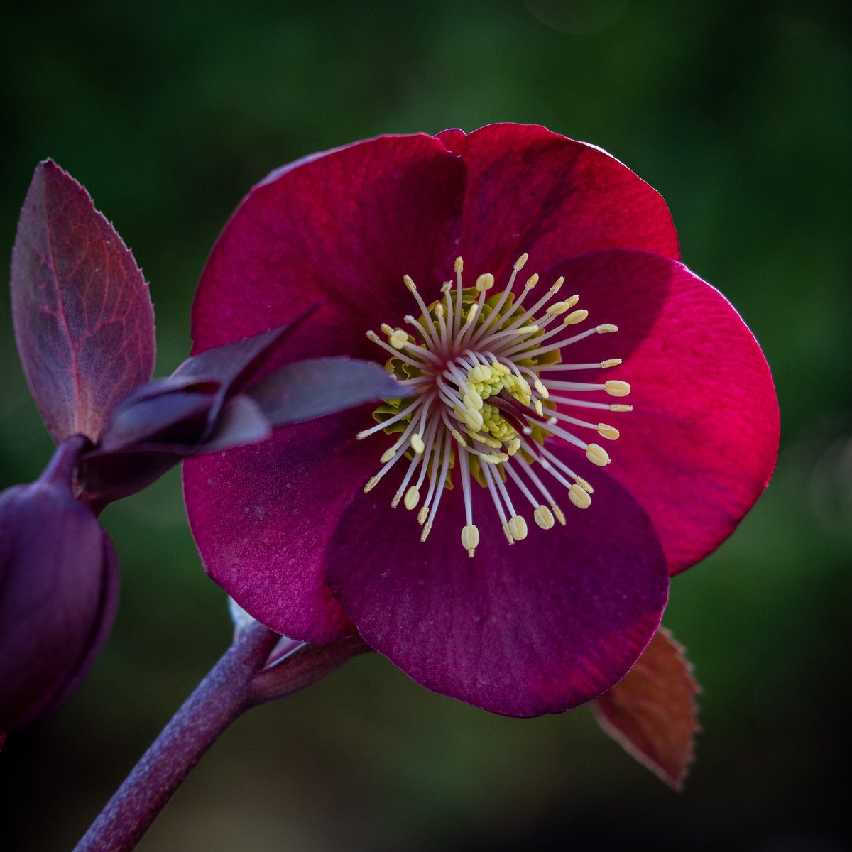 hardyplants's tweet photo. 'Anna's Red' is quite simply stunning, no if's no but's.  From late winter to spring it produces lots of single deep purplish-red flowers each boasting a boss of palest lime green stamens. #Hellebore https://t.co/uvZOdkVvnv