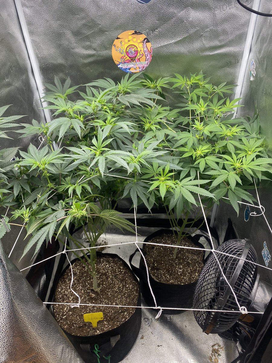 Donuts 🍩 from @irvineseedco cooling under @MarsHydroLight #TSW1000 @eleenwen #growstrong #Mmemberville #420community @breeder_j @ChefDC710 @n2xtx 12 days flowering