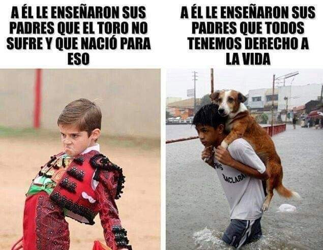 La educación lo es todo 🙏🏻🐶❤️