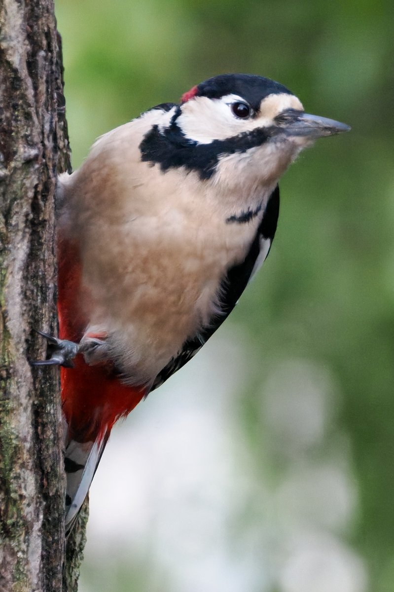 SFbirding tweet picture