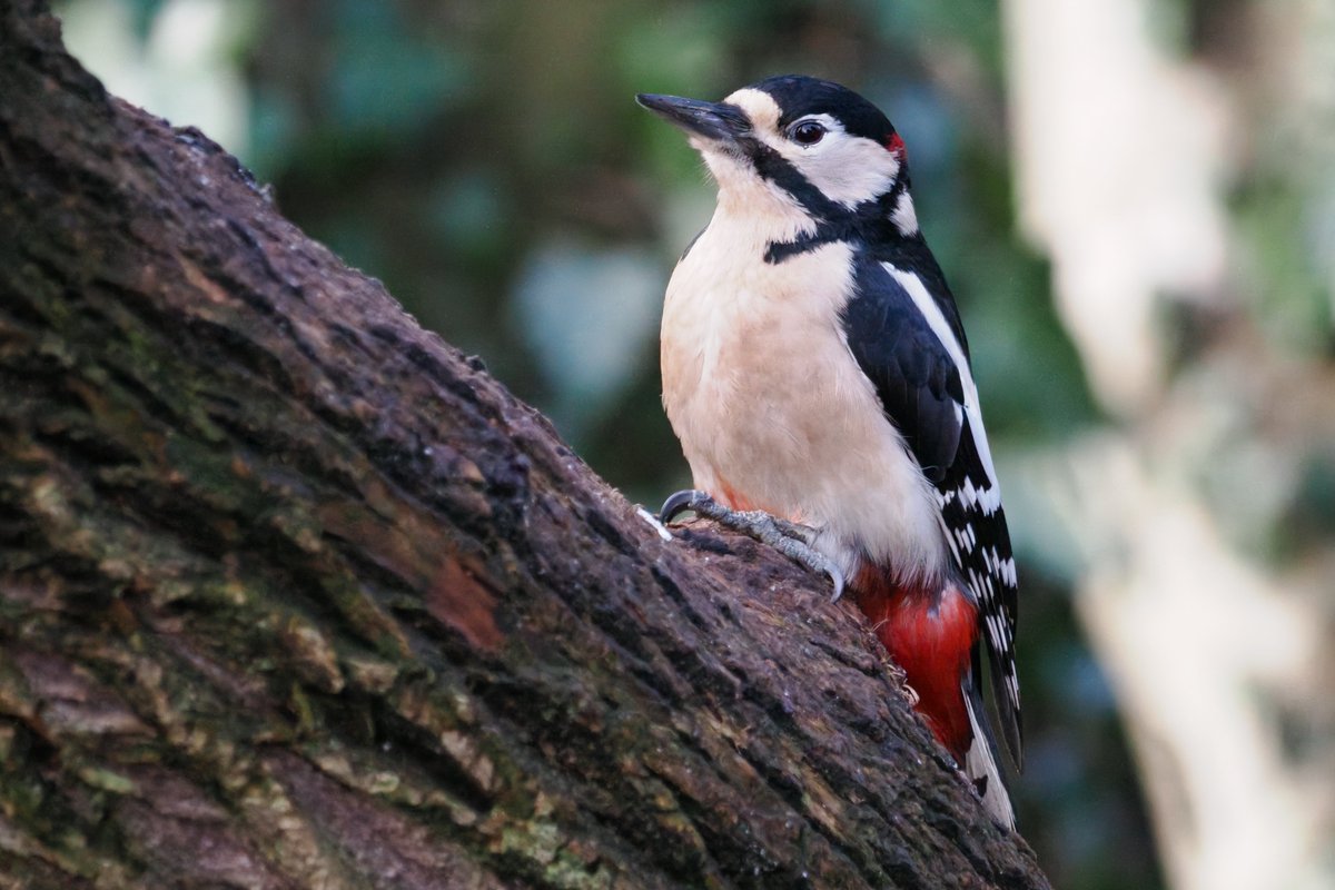 SFbirding tweet picture