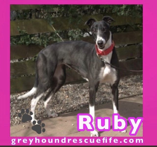 Greyhound Rescue Fife on Twitter "Ruby (4) is a stunner, who is a fav