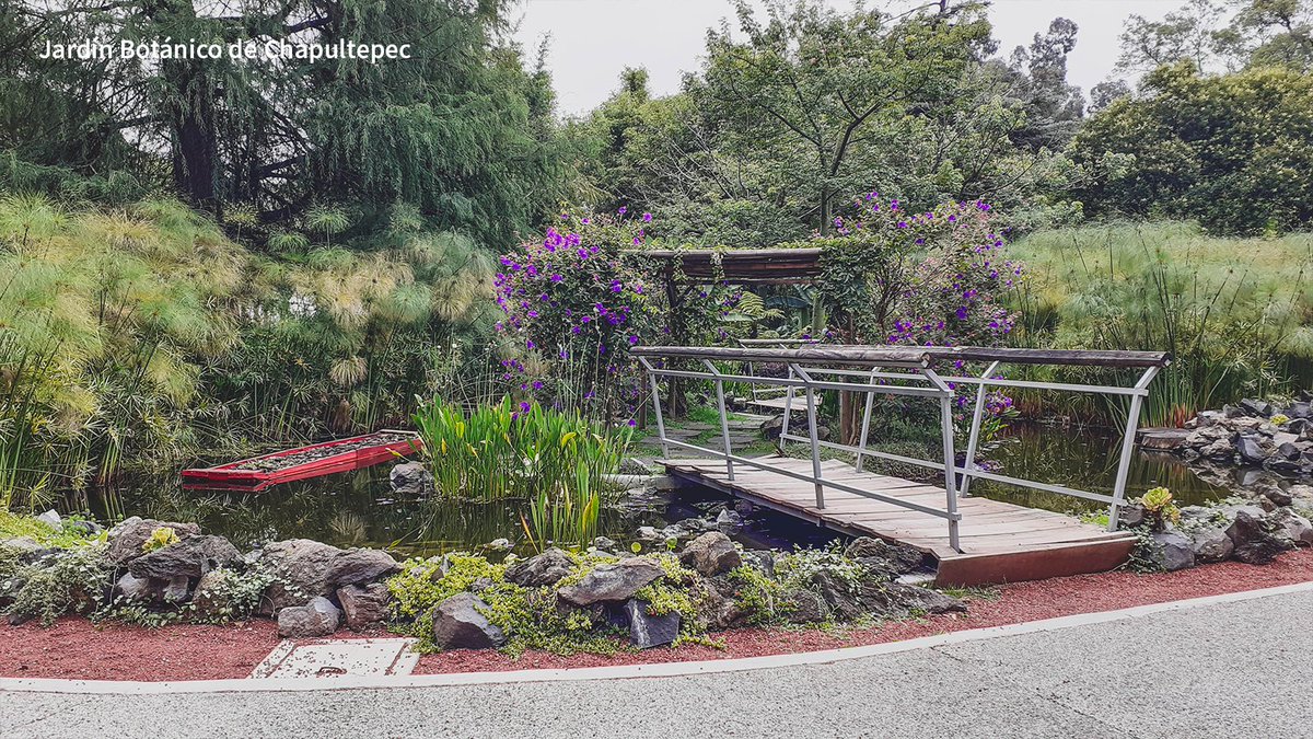 turismocdmx's tweet photo. ¡Porque el próximo 2023, #MisPropósitosEn #LaCiudadQueLoTieneTodo sean conocer y acercarme a la naturaleza y su conservación en grandiosos espacios!🤩

Hazlos parte de tu lista y disfruta del contacto con la naturaleza en estos sitios.😉👇 https://t.co/anjqRu9zPR