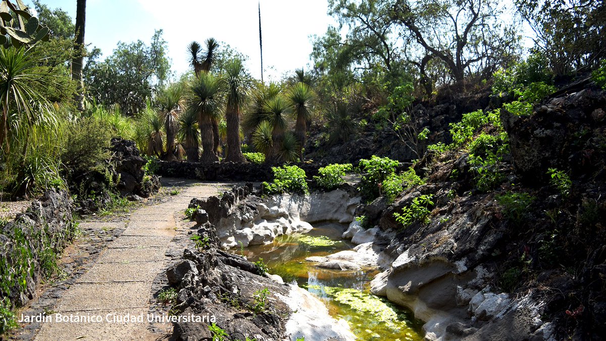 turismocdmx's tweet photo. ¡Porque el próximo 2023, #MisPropósitosEn #LaCiudadQueLoTieneTodo sean conocer y acercarme a la naturaleza y su conservación en grandiosos espacios!🤩

Hazlos parte de tu lista y disfruta del contacto con la naturaleza en estos sitios.😉👇 https://t.co/anjqRu9zPR