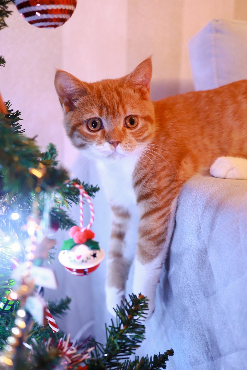 Herc's just hanging around 😝🎄