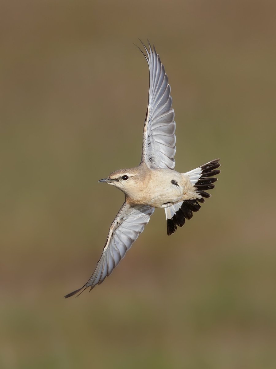 Isabelline Wheatear, Colyford Common, 26/12/2022.