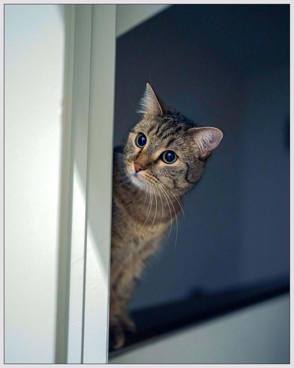 PippintheCatt's tweet photo. Curious lil girl

#cat #tabbycats #tabbycat #CatsOfTwitter #southwest https://t.co/lYiz5zKE0q