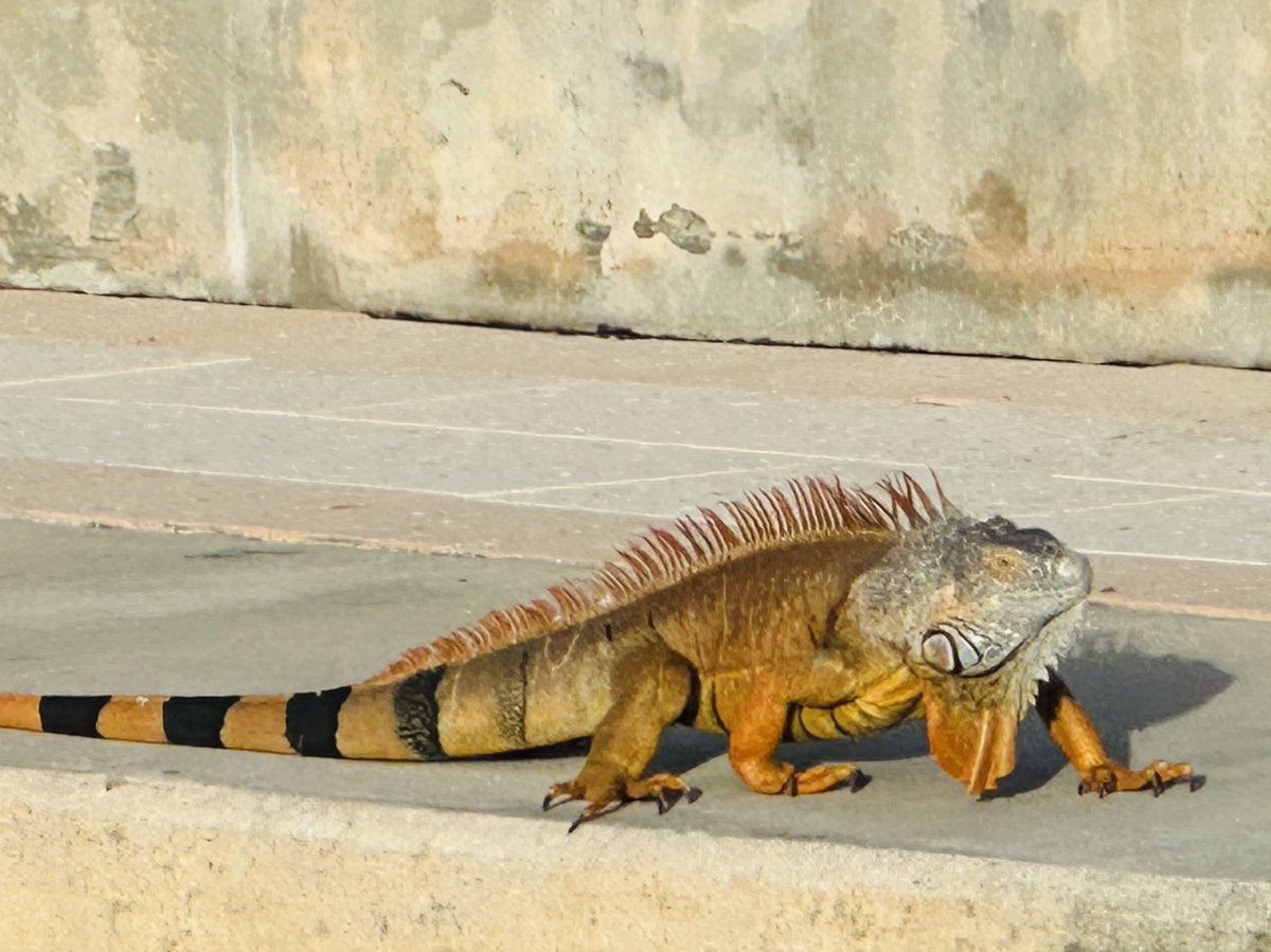The Who Dey iguana at the pool in South Florida! ⁦<a href="/Bengals/">Cincinnati Bengals</a>⁩ ⁦<a href="/Visit_Cincy/">Visit Cincy</a>⁩ #LetsGo 🏈🏈🐅🐅