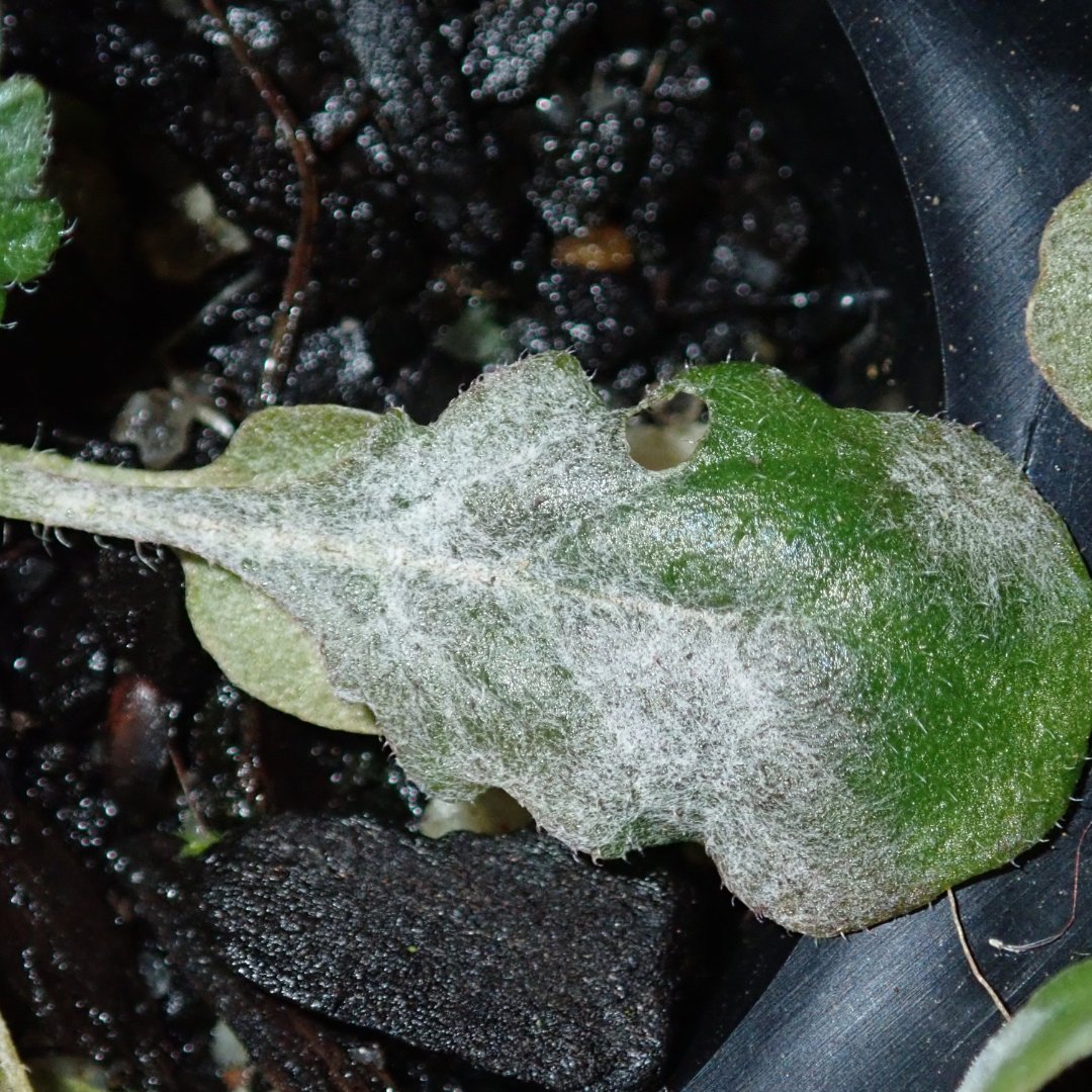growingwithe3's tweet image. Preventing Powdery Mildew
One effective way to do this is by using an air purification system, which can help to keep spores from spreading. 

Need help? Visit growwithe3.com 
#indoorgrow