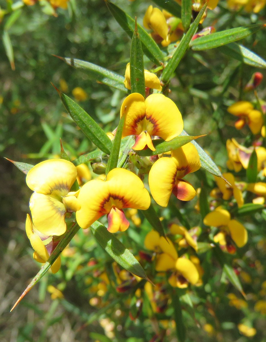 StuartWilliams_'s tweet photo. Daviesia ulicifolia (gorse bitter-pea) near Tamboritha Road in Alpine National Park #VicAlps #Daviesia #Fabaceae #ozplants https://t.co/vTNhQBTzuL