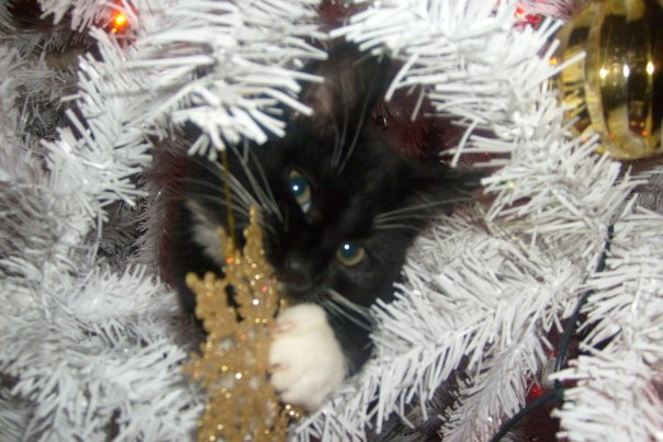 ATVNetworkCat's tweet photo. A festive flashback, this is Mylie my mother getting into the Christmas tree in 2009. #FestiveFlashback #ChristmasCat #CatsOnTwitter https://t.co/LysdOZetEx