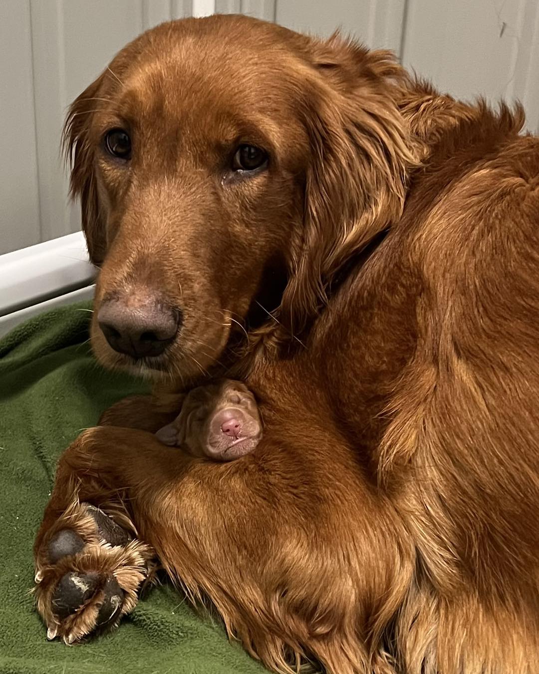 Grrand goldens sales