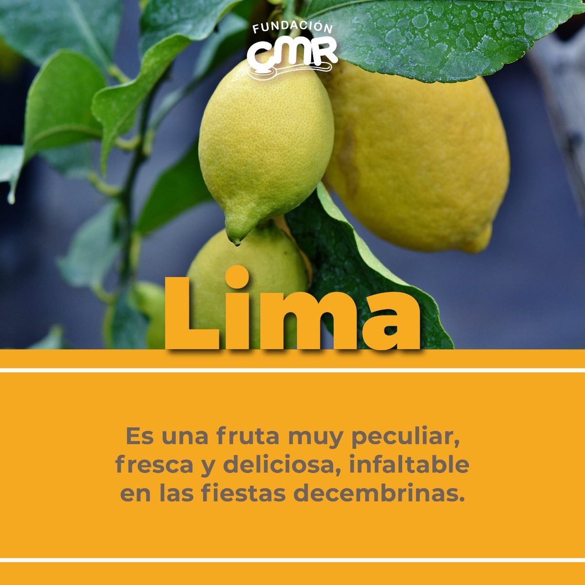¡Ya comienza la época de deliciosa comida y reuniones familiares! 
Diciembre es una época de frutas y verduras frescas y nutritivas, que llenan de sabores únicos este mes. ✨😄

¡Hoy te contamos cuáles son las frutas y verduras que llegan a nuestra mesa durante diciembre! 😋