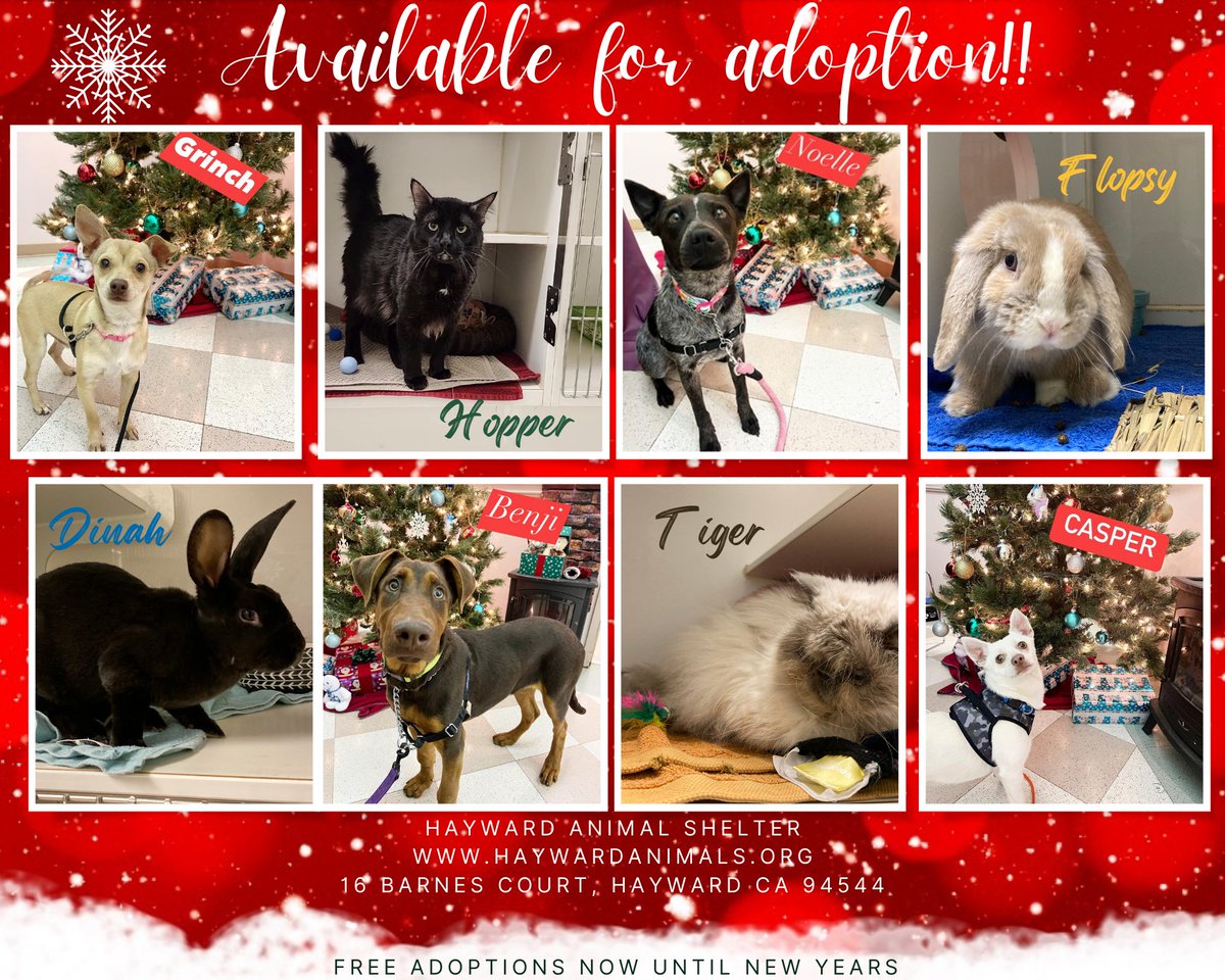 965KOIT's tweet photo. What: Free Adoptions on all puppies, kittens, dogs, cats, rabbits, and guinea pigs
When: Now Until New Year's (1pm-5pm)
Where: Hayward Animal Shelter

Bring home a furry friend for the holidays by adopting between now and the new year! https://t.co/47JvAELSsM