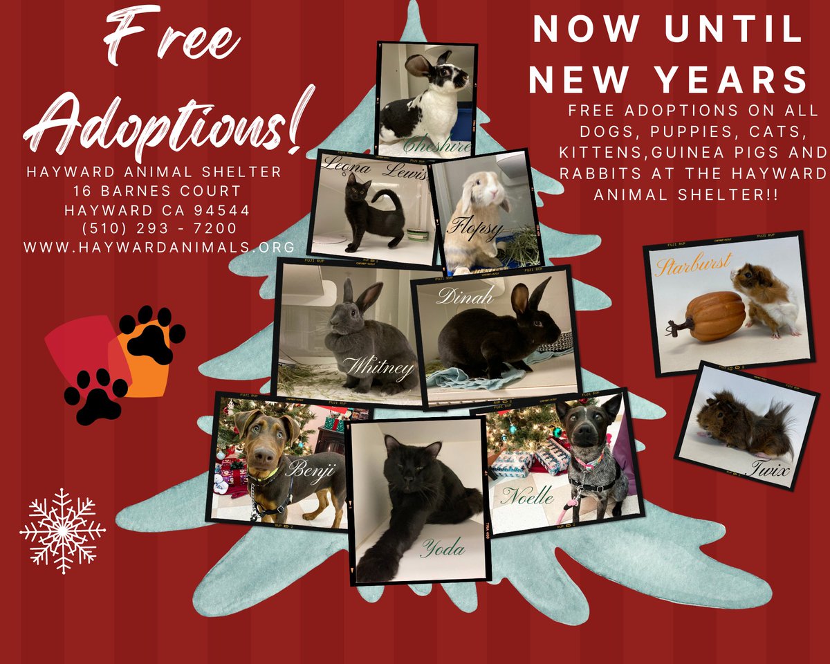 965KOIT's tweet photo. What: Free Adoptions on all puppies, kittens, dogs, cats, rabbits, and guinea pigs
When: Now Until New Year's (1pm-5pm)
Where: Hayward Animal Shelter

Bring home a furry friend for the holidays by adopting between now and the new year! https://t.co/47JvAELSsM