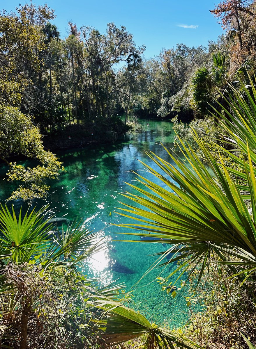 sacredmonster's tweet photo. manatee day!! https://t.co/C8zBEq48fw