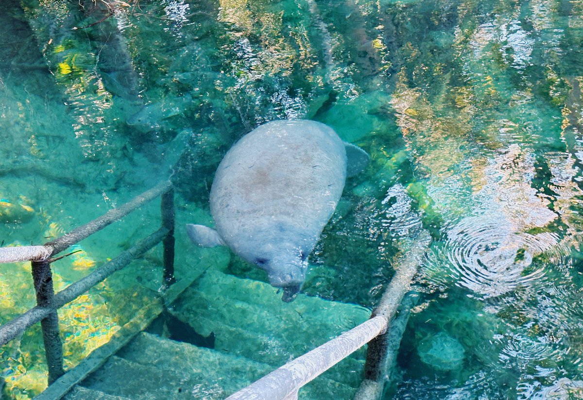 sacredmonster's tweet photo. manatee day!! https://t.co/C8zBEq48fw