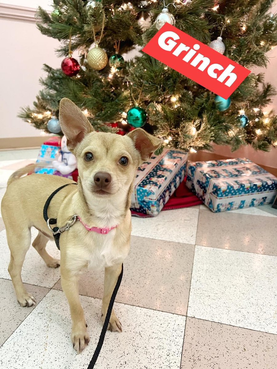 965KOIT's tweet photo. Meet Grinch and Aiko from @Haywardanimals #WetNoseWednesday Learn how to adopt them here: https://t.co/A9UXIJtYcn https://t.co/uFwjAPXDRo