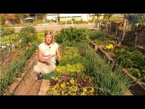 DiningCooking's tweet photo. Growing #Vegetables : How to Add Lime to Your Vegetable Garden
#BuildABed #GrowInStraw #GrowingVegetables #PlasticBag #Pumpkins #RaisedBeds #Squash #VegetableGarden #VegetableGardenVideos #VegetableGardening #VegetableGardeningVideos
https://t.co/Btvl3eTvob https://t.co/5vEmz3FSeu
