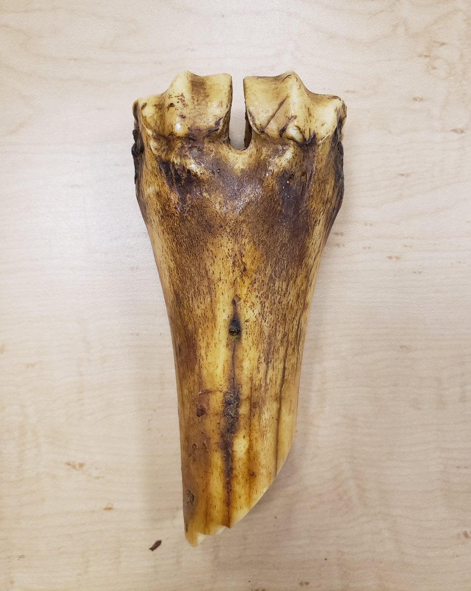 GallowayMuseum's tweet photo. Although this tool is called a 'beaver bone', it clearly isn't from a beaver! This bone was used as a beaver hide scraping tool and was made from the femur of a moose. It was used on the beaver's abdomen to expose and remove the fat. 

#GallowayStationMuseum #ArtifactFeature https://t.co/f73jJJwvlT