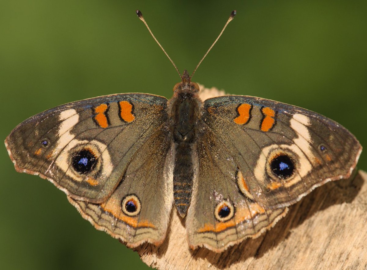 Pollinator Partnership tweet media