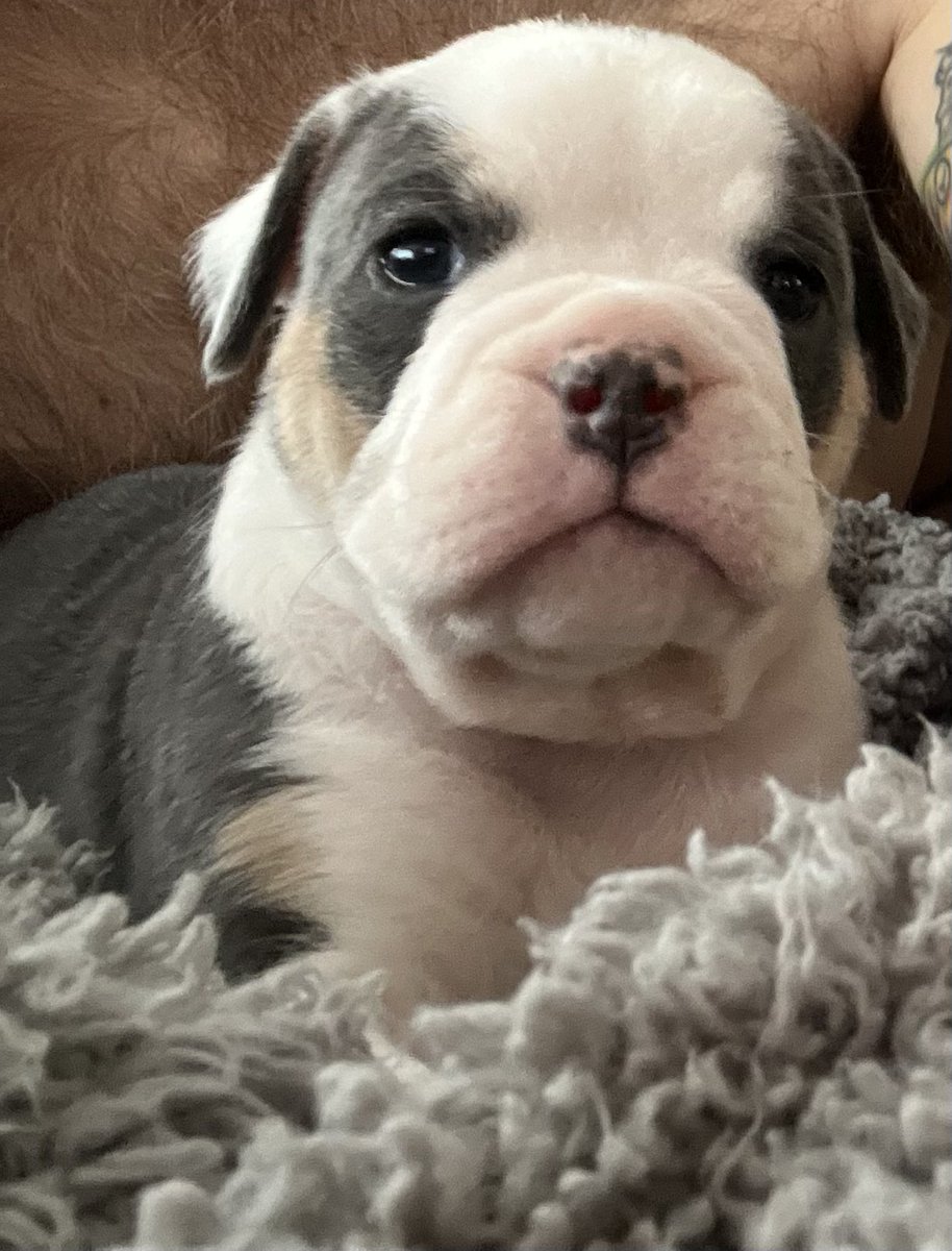 ChunkyDaBulldog's tweet photo. Calling this guy Blue he’s a 5 week old #oldeenglishbulldogge #puppy #forsale ready to go home Jan 23rd #puppylove #Bulldogpuppies #ioeba #oeb #DogsofTwittter #dogsarefamily #DogsOnTwitter #puppybf https://t.co/Qr5dmYqjCA