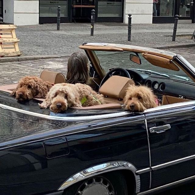 liviuuh's tweet photo. future me with all my dogs https://t.co/gW6VfUmnfr