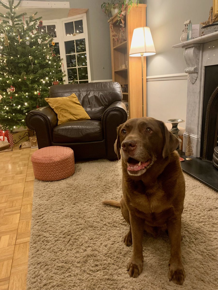 george_dog5's tweet photo. I’m having a lovely woofing Christmas @dog_rates @picturesofdog @dogownersuk https://t.co/eBaHk36k6Z