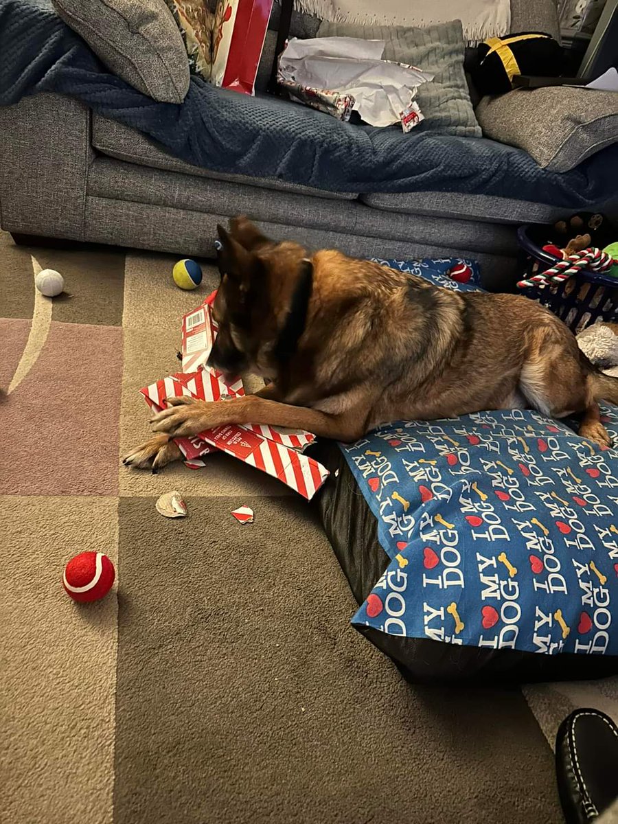 Nothing better than seeing dogs enjoying the festivities with their humans 🐾👣
 #Heropaws #Veteran #Retired #festiveseason #dogslife #Christmas #NewYear