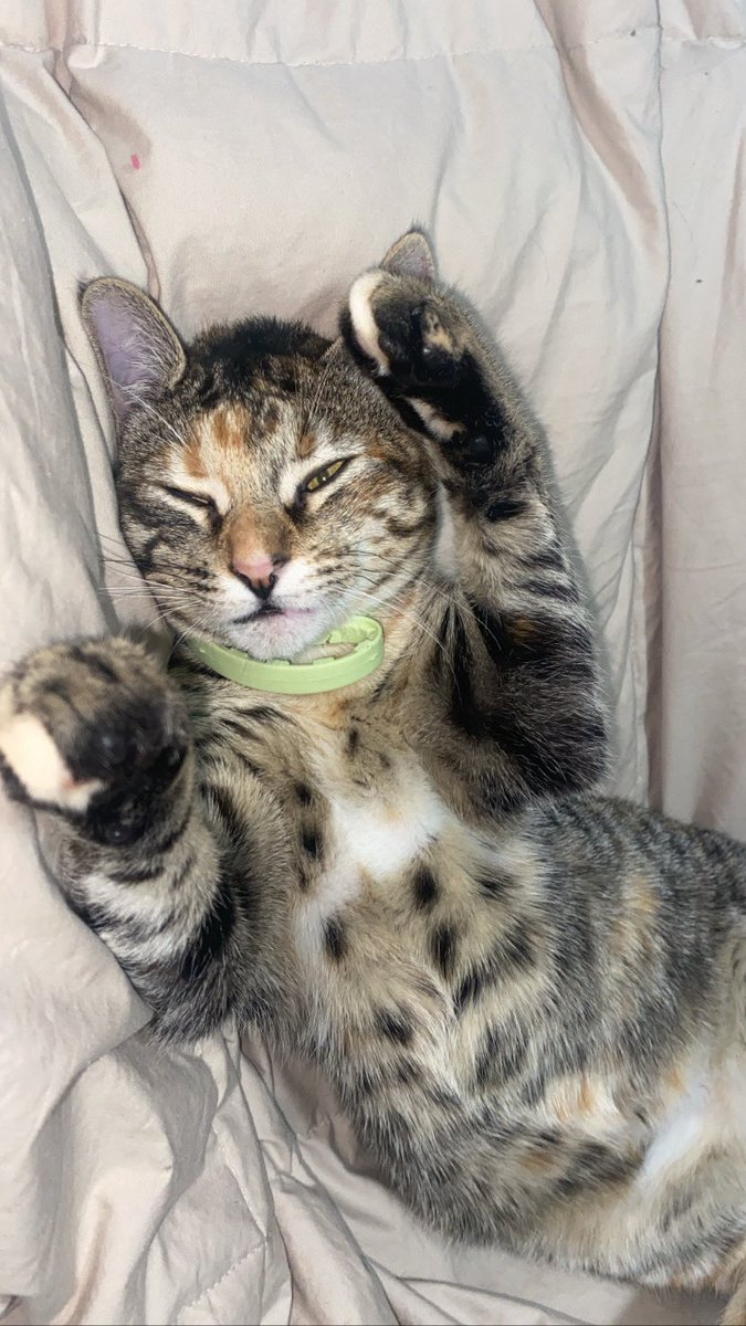 patrirz_'s tweet photo. Se crío en la calle entre matorrales/arbustos y tenia mucho miedo a los humanos por lo que recibió de muchos día tras día… (os podéis imaginar)
La adopte el 4 de diciembre y ha pasado de ser una asustona-insegura a estar siempre encima nuestra 
💗💗💗💗💗 https://t.co/S7mMTzKqM3