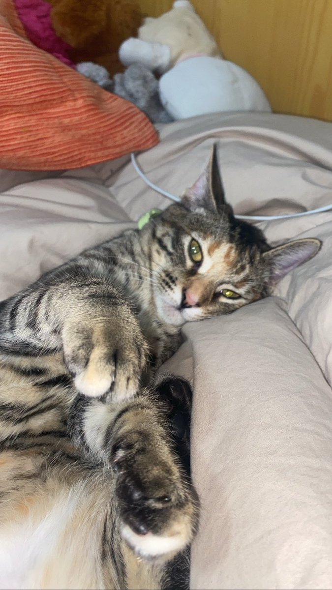 patrirz_'s tweet photo. Se crío en la calle entre matorrales/arbustos y tenia mucho miedo a los humanos por lo que recibió de muchos día tras día… (os podéis imaginar)
La adopte el 4 de diciembre y ha pasado de ser una asustona-insegura a estar siempre encima nuestra 
💗💗💗💗💗 https://t.co/S7mMTzKqM3