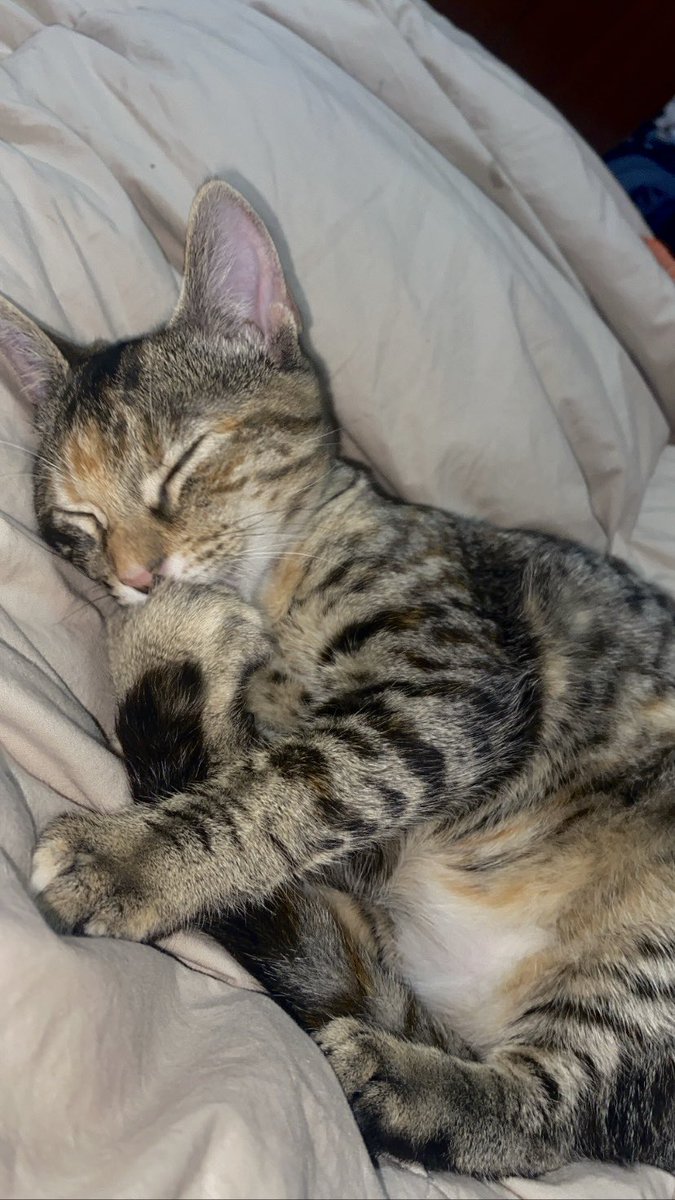 patrirz_'s tweet photo. Se crío en la calle entre matorrales/arbustos y tenia mucho miedo a los humanos por lo que recibió de muchos día tras día… (os podéis imaginar)
La adopte el 4 de diciembre y ha pasado de ser una asustona-insegura a estar siempre encima nuestra 
💗💗💗💗💗 https://t.co/S7mMTzKqM3