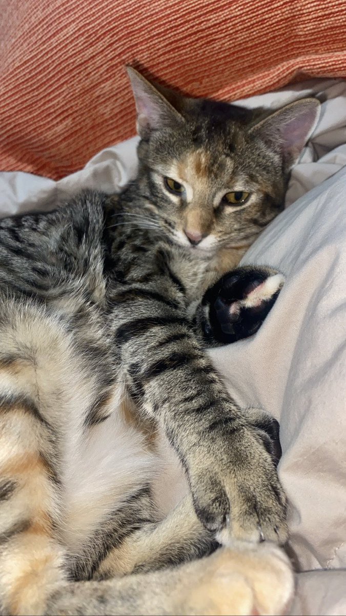 patrirz_'s tweet photo. Se crío en la calle entre matorrales/arbustos y tenia mucho miedo a los humanos por lo que recibió de muchos día tras día… (os podéis imaginar)
La adopte el 4 de diciembre y ha pasado de ser una asustona-insegura a estar siempre encima nuestra 
💗💗💗💗💗 https://t.co/S7mMTzKqM3