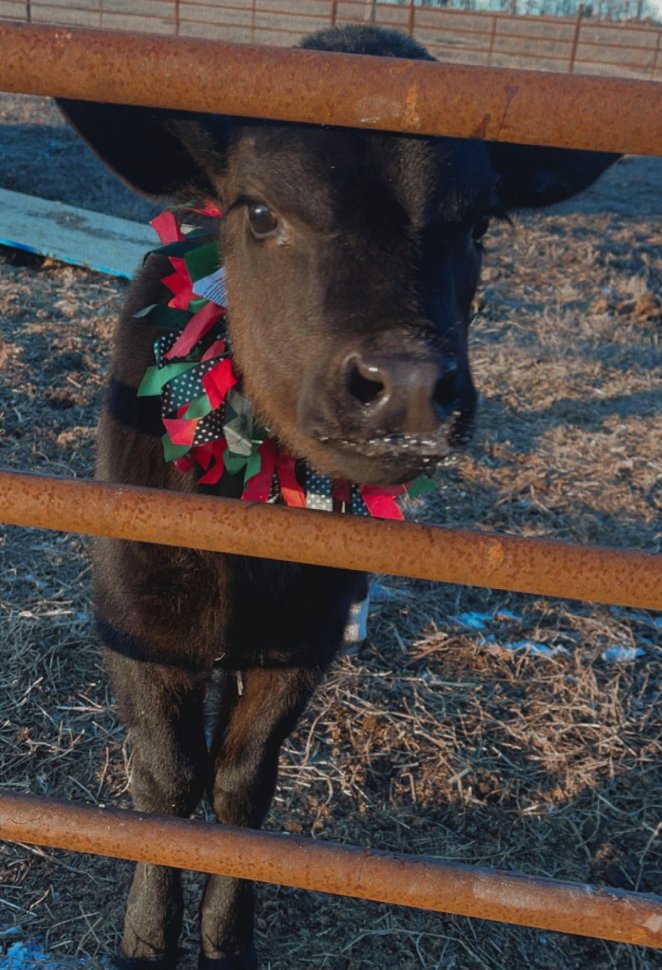 📅 28th December 2022
🐮 Martha Sue
🏷️ <a href="/Courtneystone23/">𝒞𝑜𝓊𝓇𝓉𝓃𝑒𝓎 𝒮𝓉𝑜𝓃𝑒</a>
💕 #animaloftheday