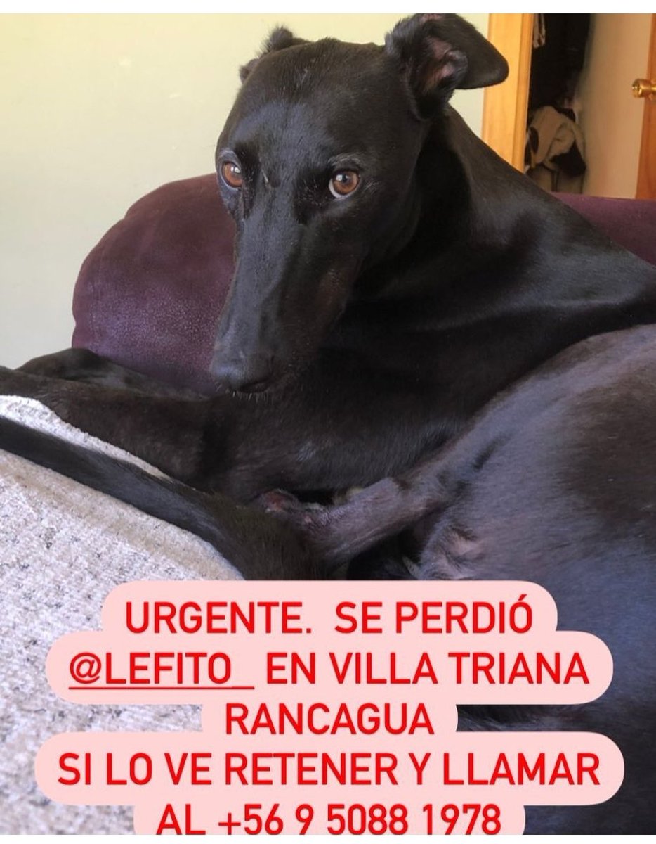 CarolaV31560760's tweet photo. Urgente por si lo ven, retener, su tutora está desesperada. Se perdió hoy martes 27 dic en Rancagua, Chile. Por favor RT. @galgoschile @galgolibrecl https://t.co/cPMZ94rtzc