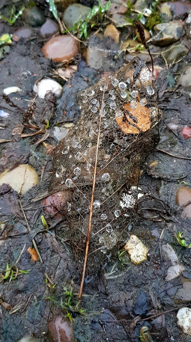 MandK6980's tweet photo. An Impluvious leaf skeleton 

@365in2022 #365in2022 #LeafSkeleton #Nature #RuralPhotography https://t.co/dfvDYWTTLX