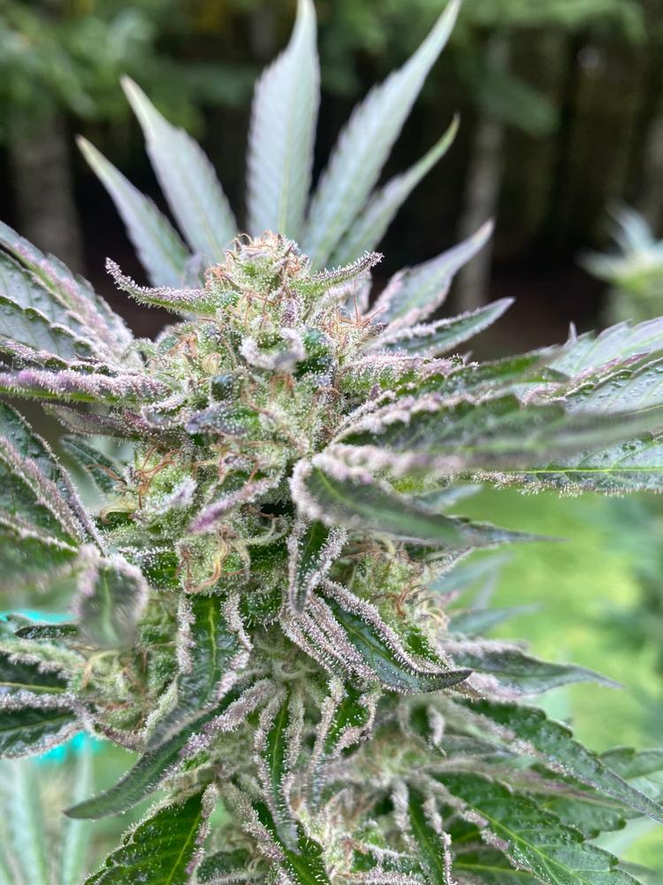 cana_kush's tweet photo. Was hesitant about growing this strain outdoors in northern Vermont. It turned out to be a show stopper! We did have three days of rain in the upper 40’s with wind and they were fine with A LOT of maintenance.  https://t.co/4Cwa1ZFlBq https://t.co/gNM5tW26xD
