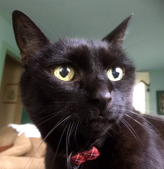 MiddVt's tweet photo. Thunder's human here. Very sorry to report that Thunder peacefully passed over the bridge ๐๐earlier today. She can now rejoin her sister Lightning and her other departed furriends. Thanks to all for your support of her #pawcircle. #SuperSeniorCatsClub https://t.co/IR3KJ7Dg1p