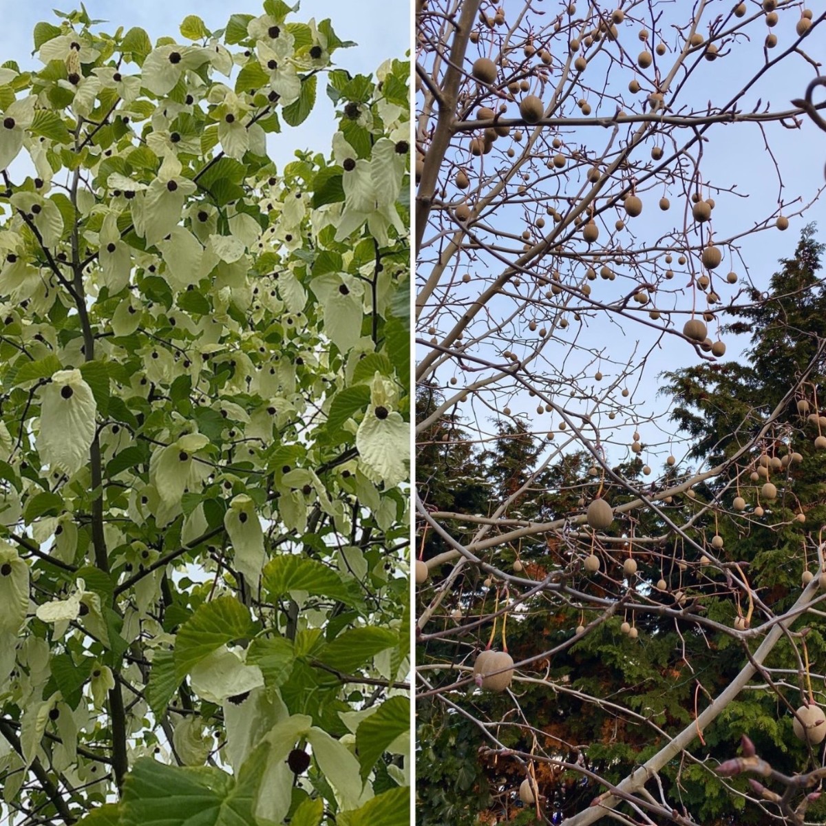 seattlecenter's tweet photo. Davidia involucrata (Dove Tree) in May and December. A fantastic tree that hangs its own ornaments. You can find a few of them between Chihuly Gardens and the Space Needle.
#davidiainvolucrata #dovetree #winterinterest #deciduoustrees #seattlecenter #winterfeatures https://t.co/HygpoIUCgt