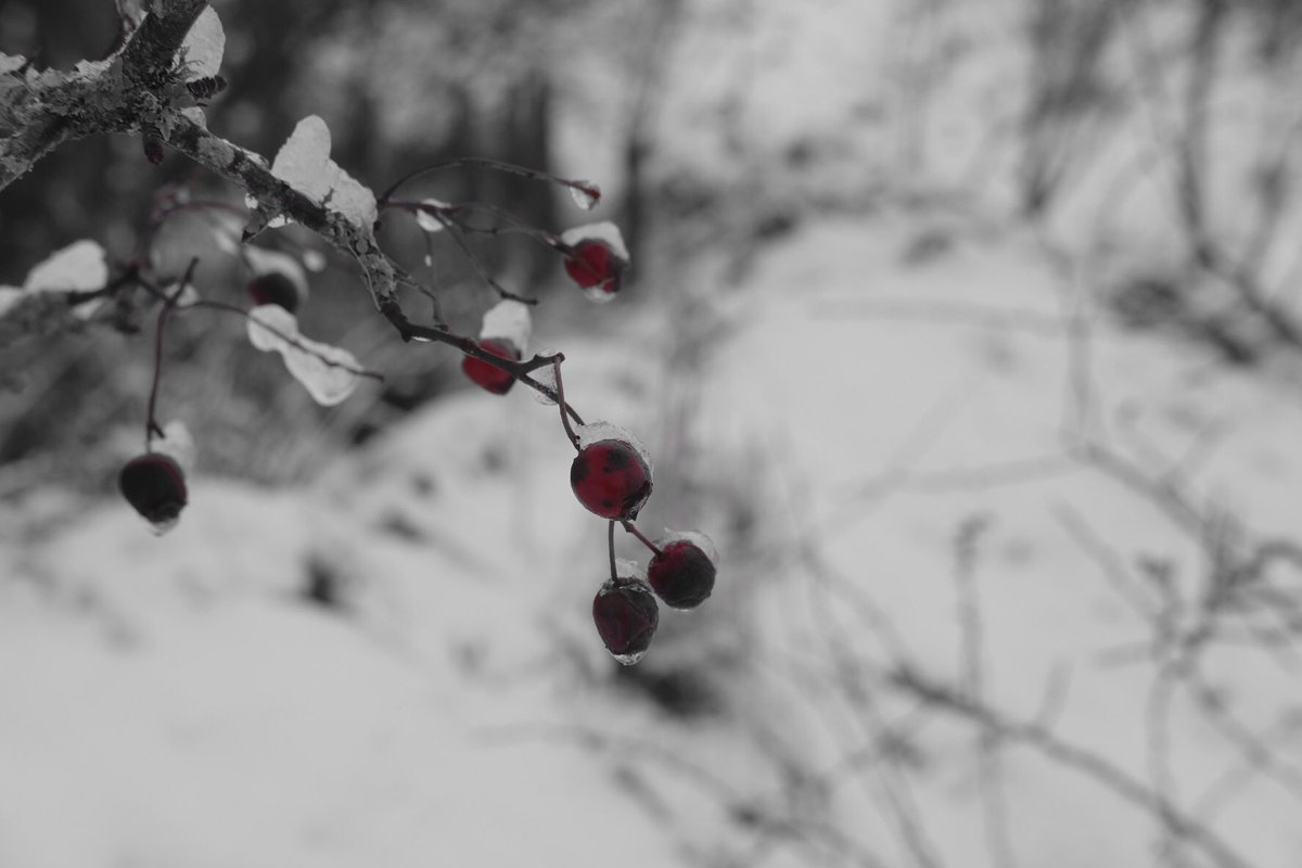 Rogart: Red hawthorn berries. The rest of the world is black &amp; white or shades in between. Apart from the occasional chaffinch. Snow motes fall gently through the air. Tiny &amp; silent. A moment on the skin &amp; they melt. Later on they become big enough to count as flakes. White out.