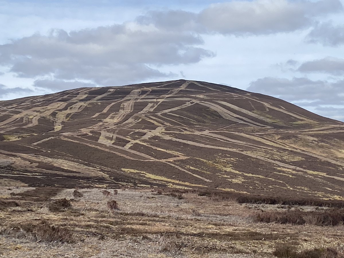 RewildScotland's tweet photo. We are a native treeless country. 

Scotland has a lot of the first pic and less than 4% of the second. My New Year's resolution will be to raise the second's %. #TimeToRewild https://t.co/OMNDrN9XjE
