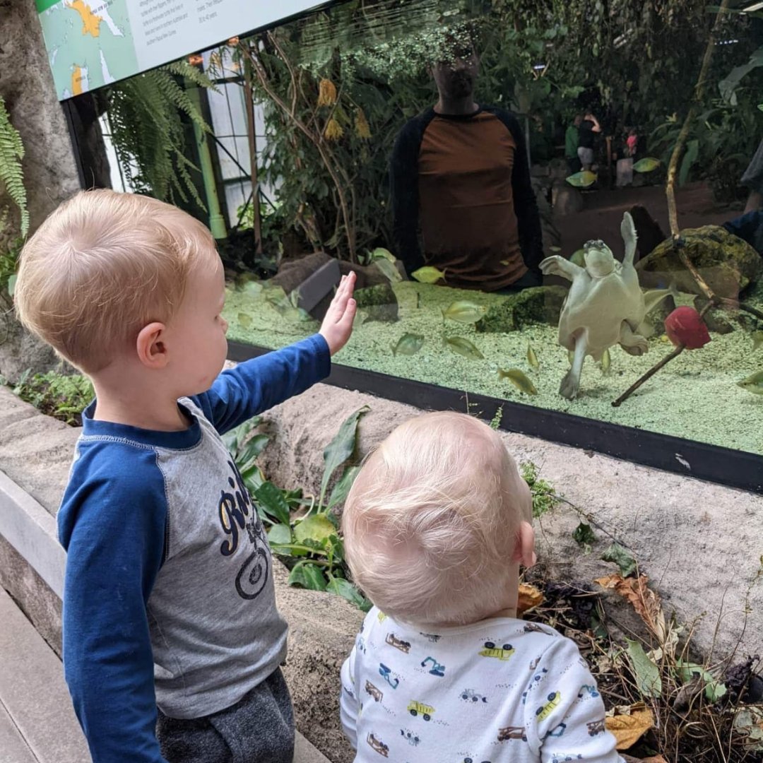 Butterfly Gardens tweet media