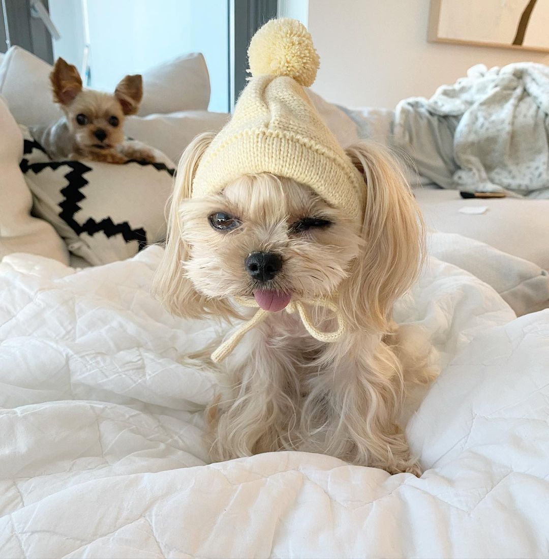 LisaLiu00121's tweet photo. How cute am I?🐶
#dogs #dogslife #cutedogs https://t.co/YkzRJRmqtF