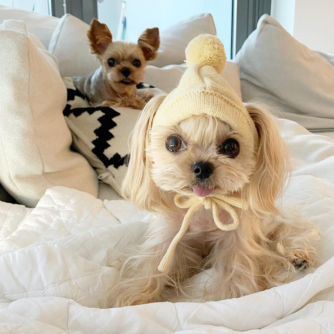 LisaLiu00121's tweet photo. How cute am I?🐶
#dogs #dogslife #cutedogs https://t.co/YkzRJRmqtF