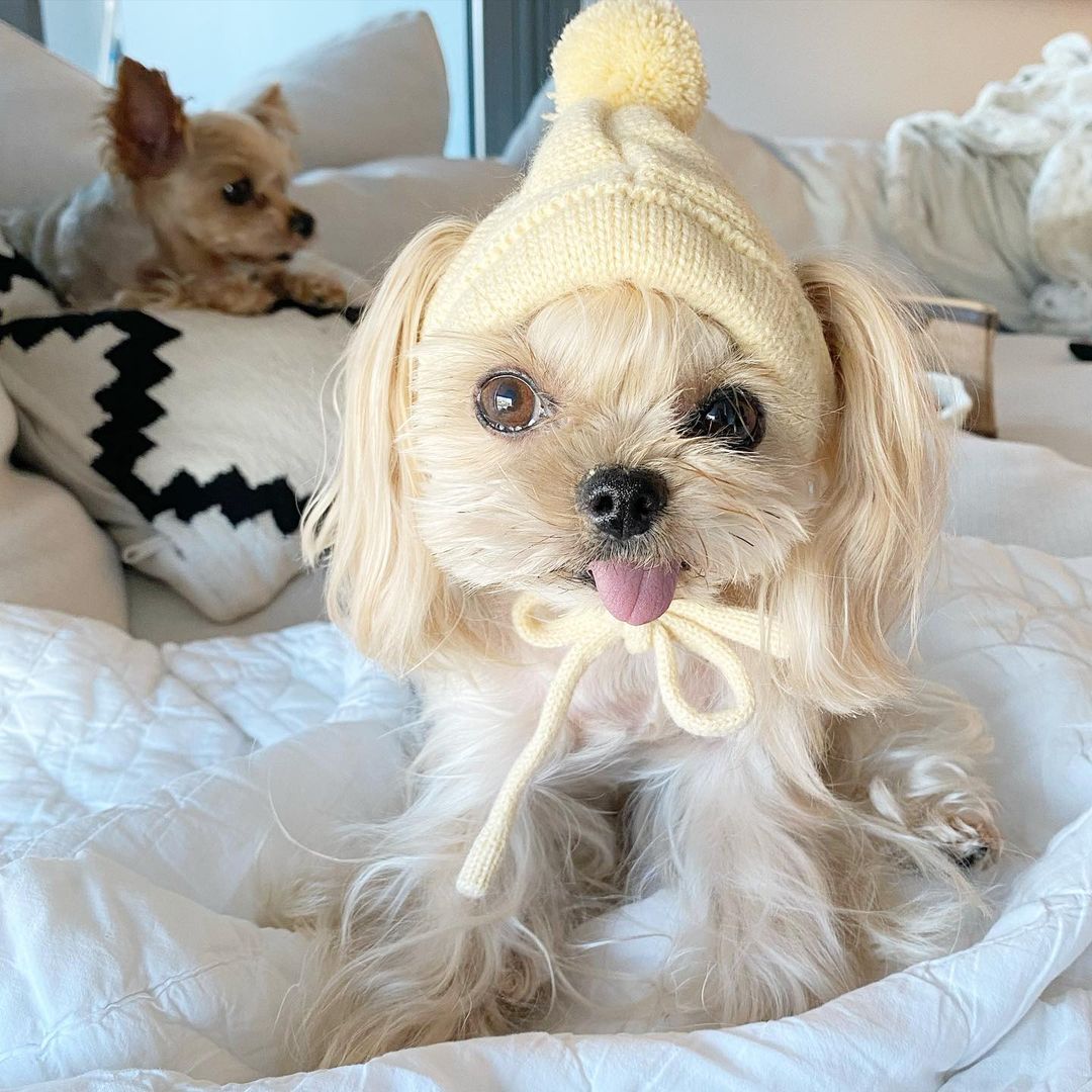 LisaLiu00121's tweet photo. How cute am I?🐶
#dogs #dogslife #cutedogs https://t.co/YkzRJRmqtF