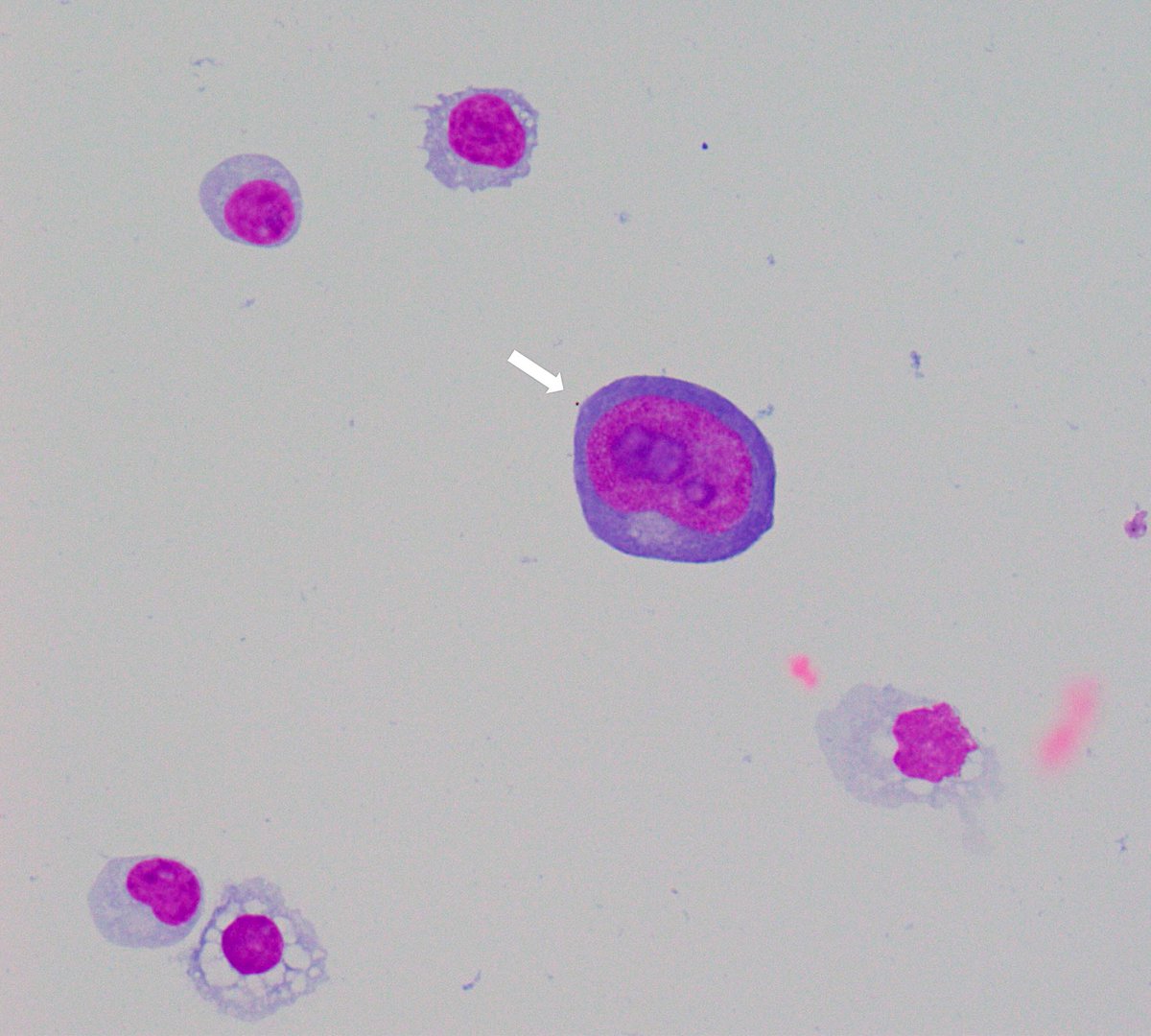 Kate Lurain tweet media