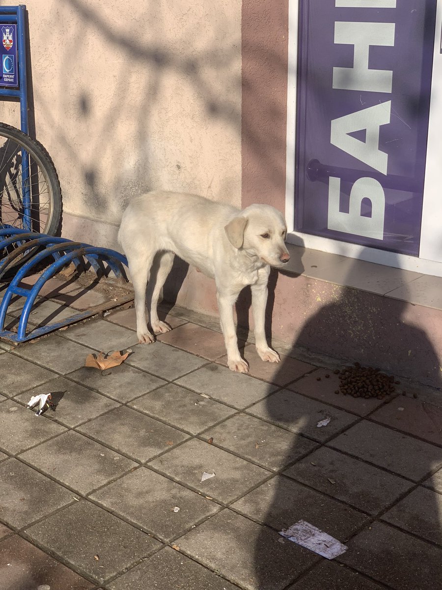 Ljiljan65880270's tweet photo. Da li neko želi da udomi ovog predivnog psa?Ženka je,nalazi se u Beogradu,izrazito umiljata i poslušna, sa psima se slaže bez ikakvih problema.Srednjeg je rasta (max 15kg) i ima 1god otprilike.Zaista zaslužuje da dočeka Novu godinu sa svojom porodicom.Molim vas RT https://t.co/i5wDdVoz6u